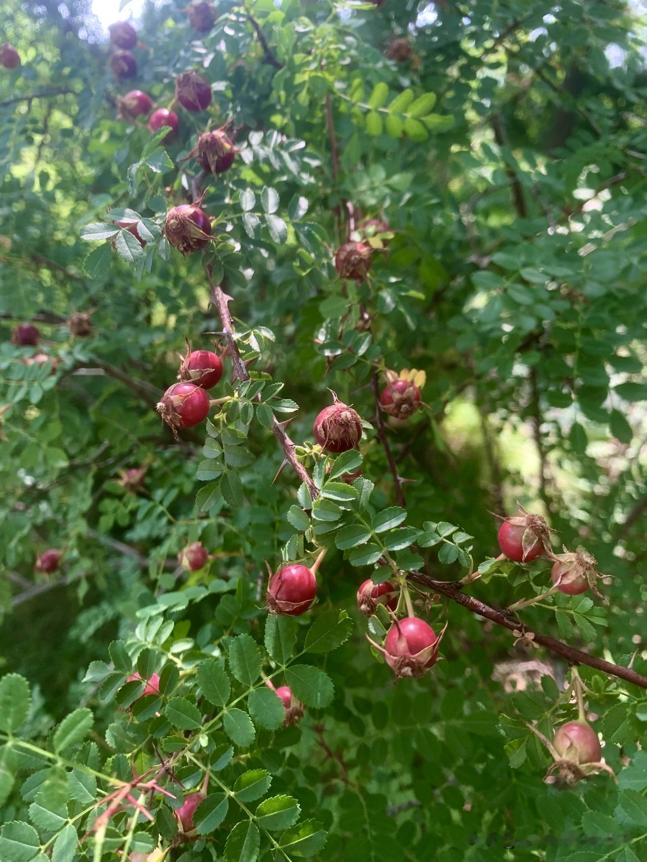 相册里的花花草草