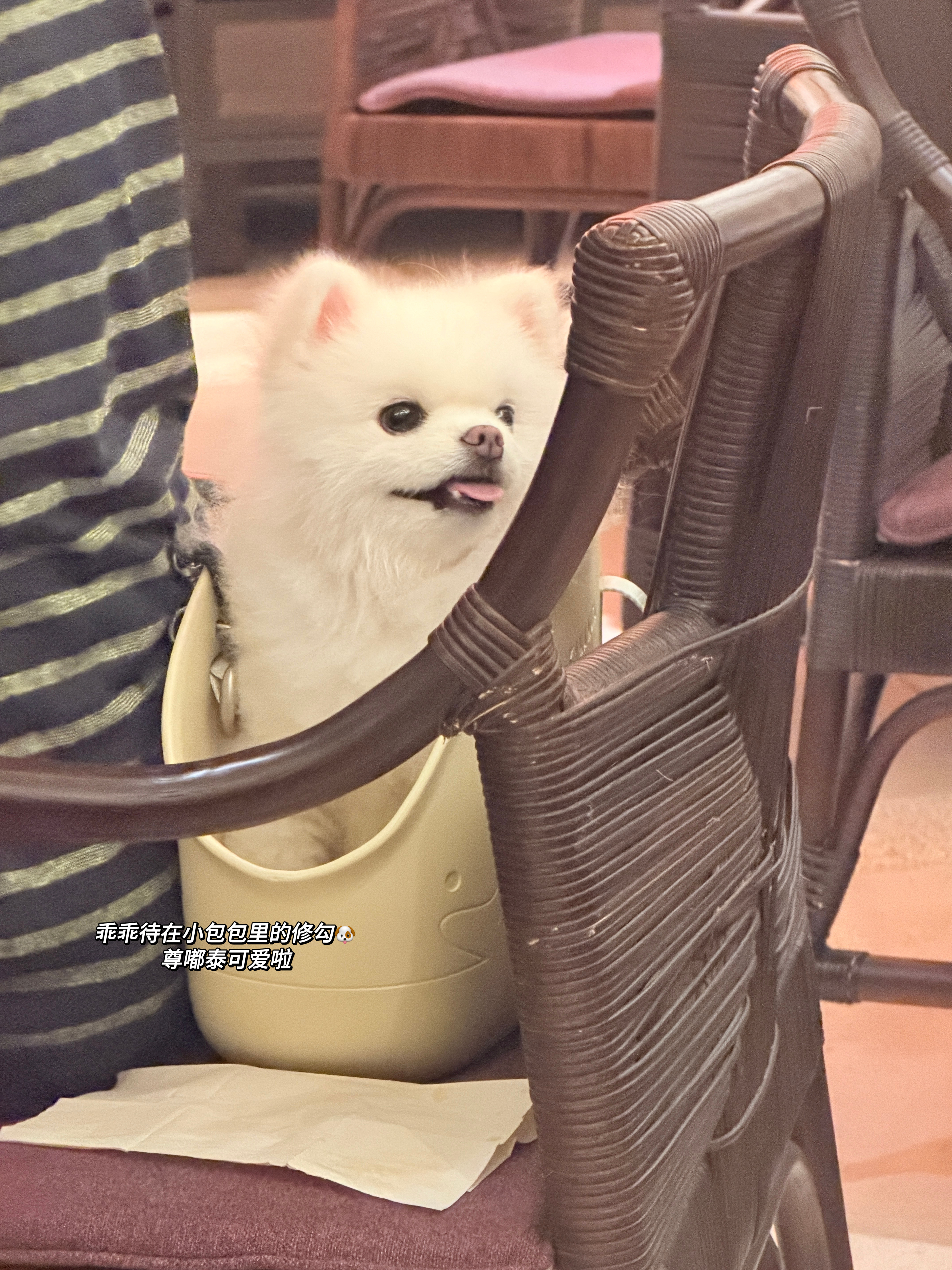 给老婆mon汇报一下最近的生活呀🐶🍴 王新迪