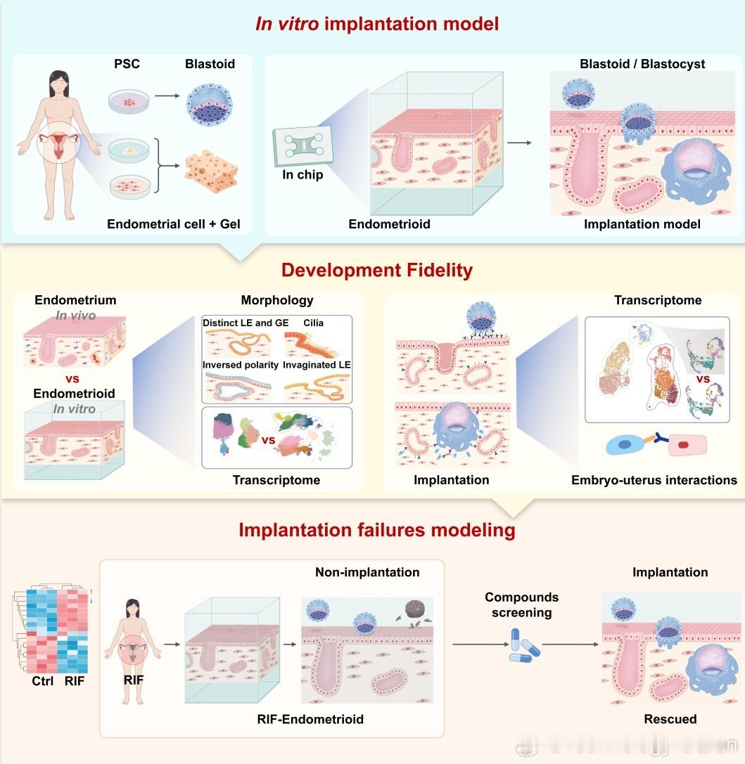 最新科技消息 【3D子宫模拟芯片破解人类胚胎植入研究难题】中国科学院动物研究所研