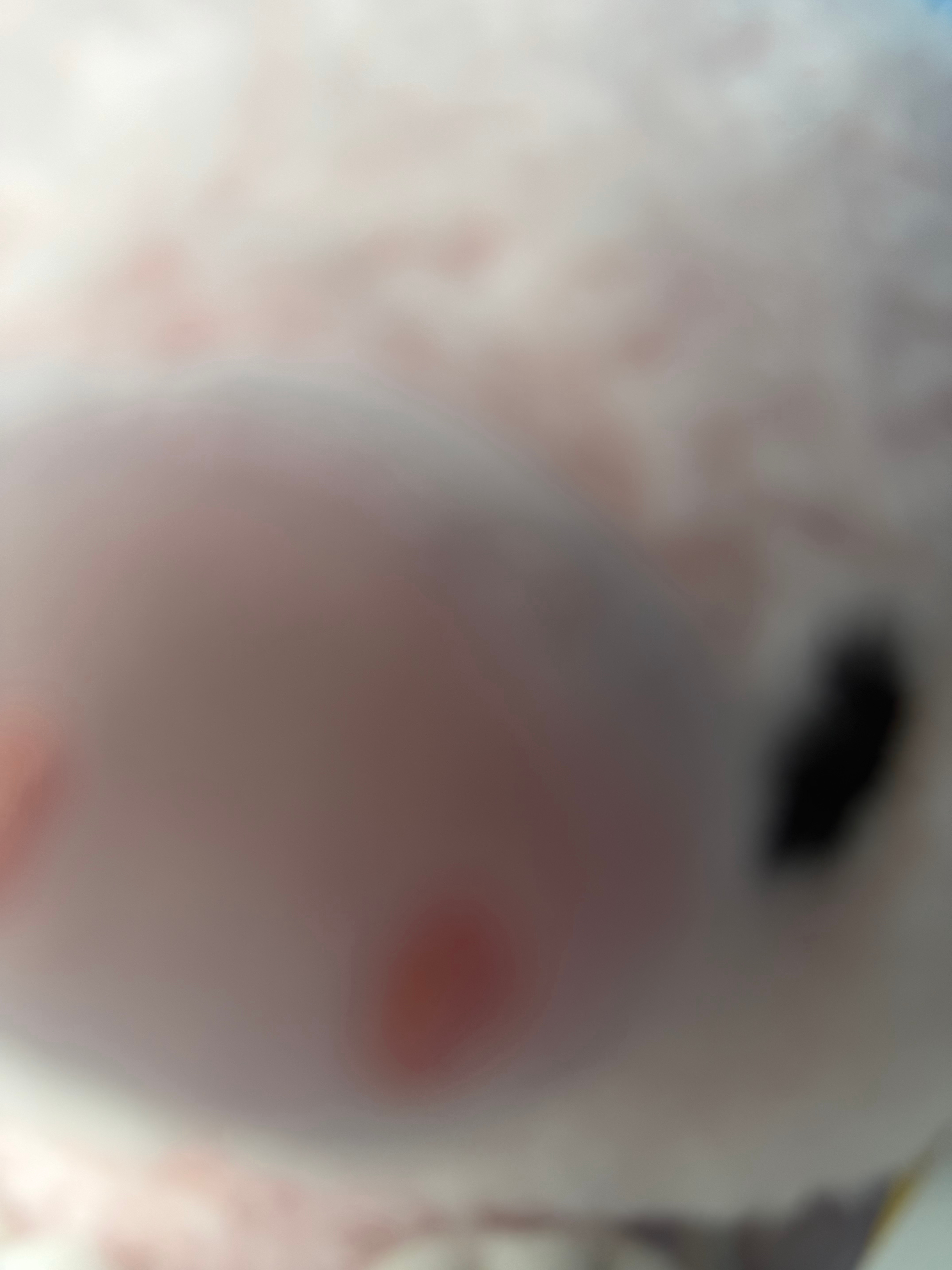 有一张很萌的脸在看你(˶‾᷄ ⁻̫ ‾᷅˵) 