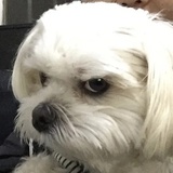 枫叶爱读国际