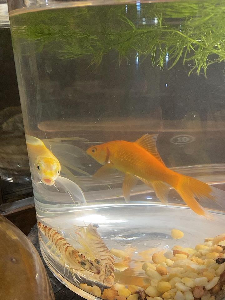 小鱼缸里的大世界，治愈了我的小日子

我家那个小鱼缸，别看不大，可热闹了。几条橘
