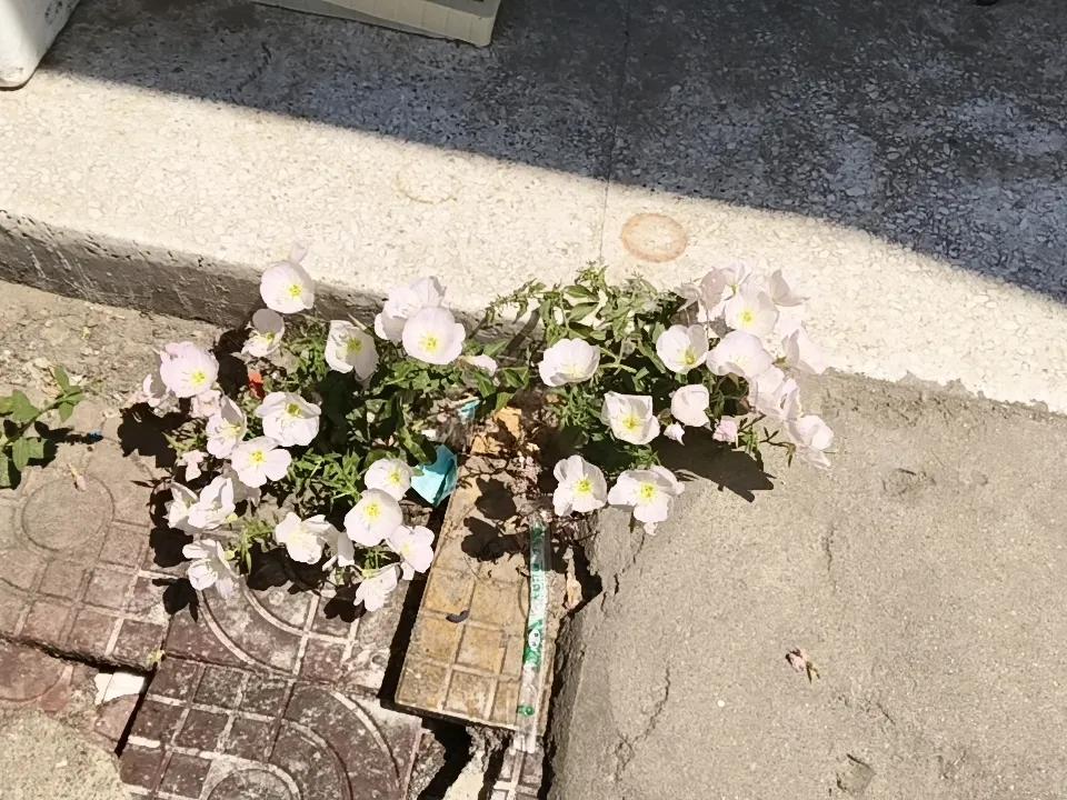 房檐下，紧邻下水道，自己长出来一株美丽月见草，烂漫花朵在风中摇曳，惹人怜爱