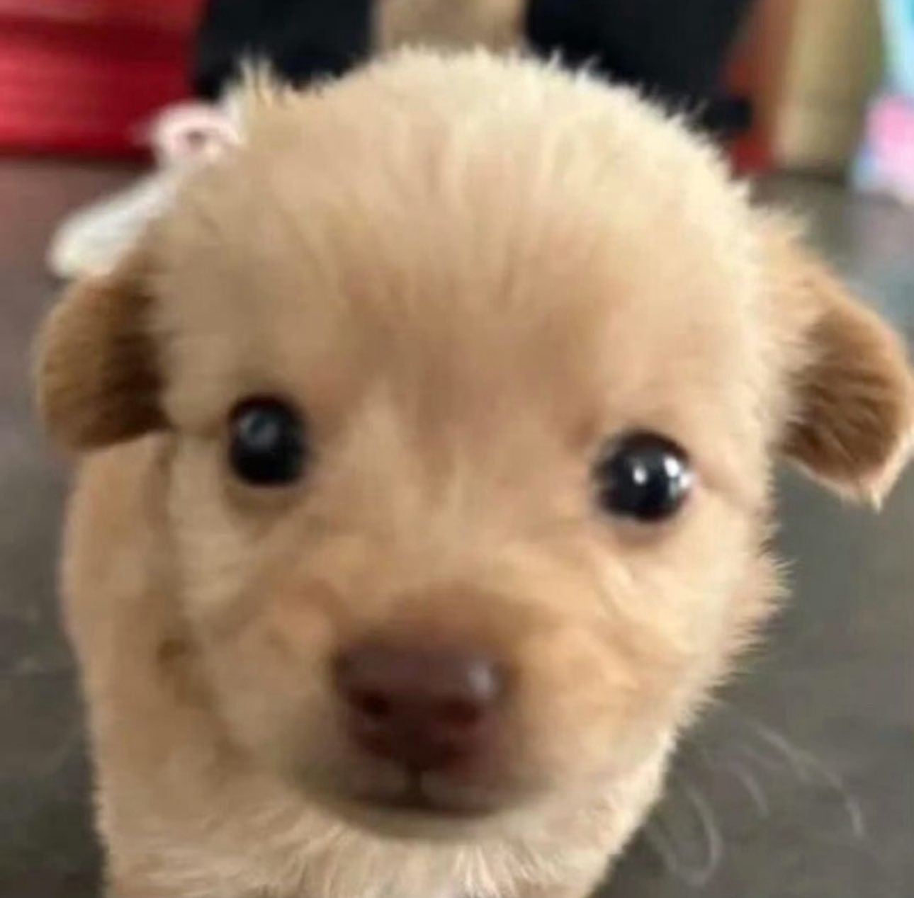边伯贤 小狗宝宝🐶 ​​​