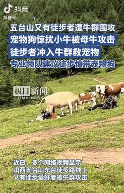 还是不长记性！山西，一游客带宠物狗去五台山玩，不料，因没牵绳的小狗吓到了小牛，遭