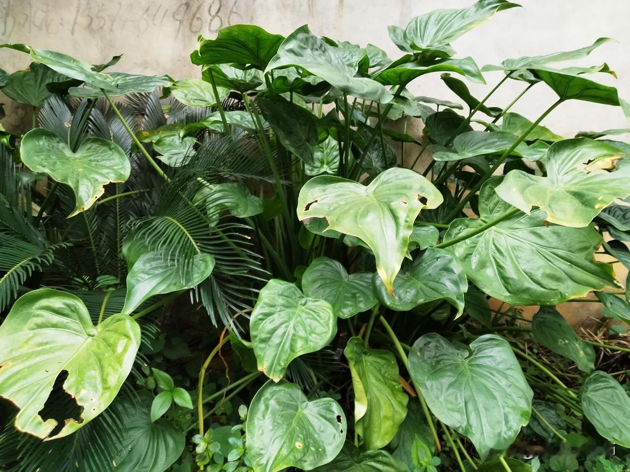 今天傍晚，我到隔壁小区散步。在一户别墅的围墙边，栽种着一丛绿色植物，它的茎叶酷似