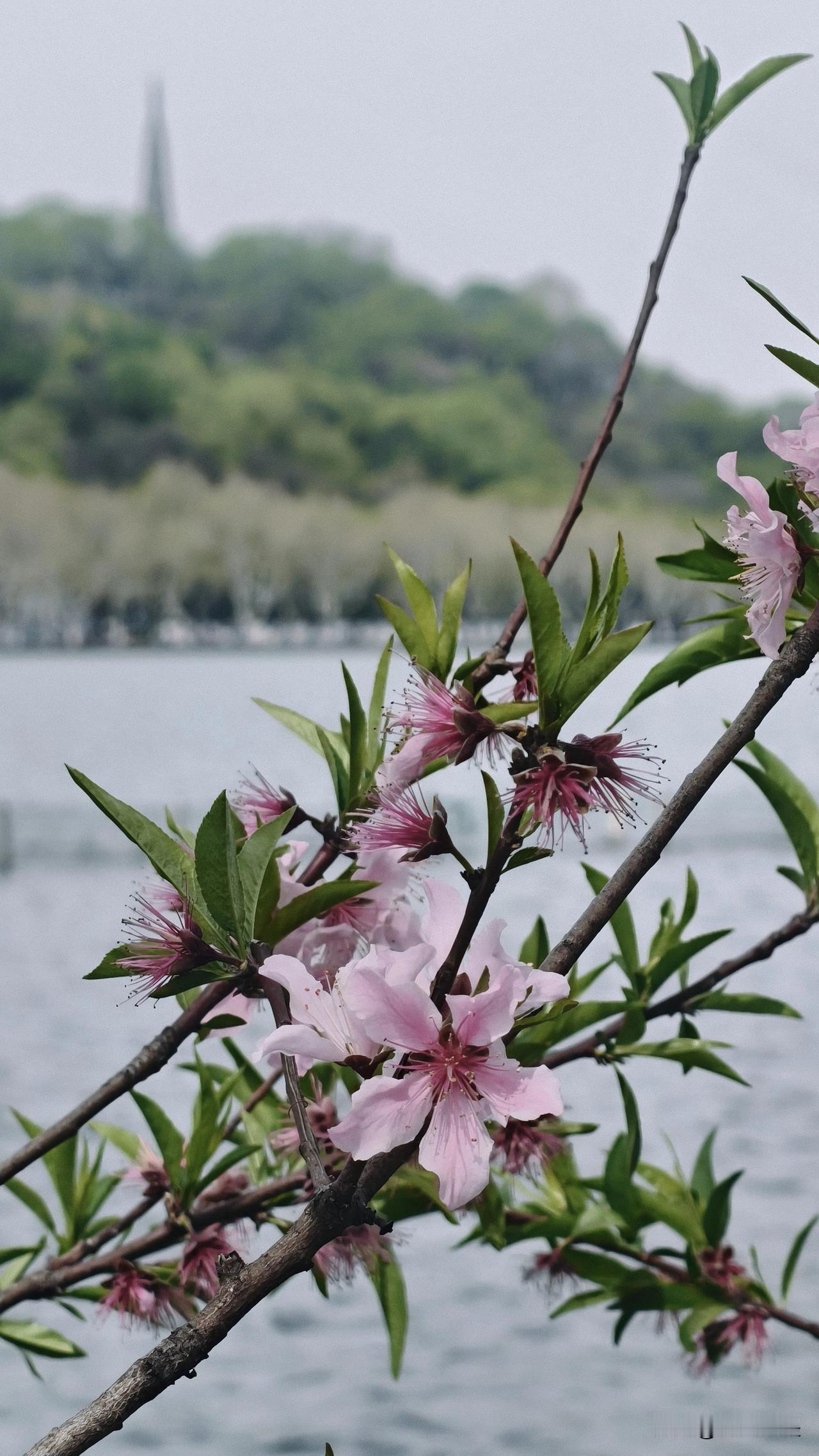 间株杨柳间株桃才是西湖春天永恒的符号！