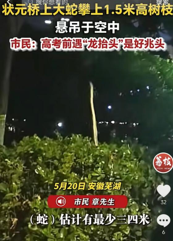 5月20日报道，安徽芜湖状元桥附近，一条约三四米长的大蛇攀上1.5米高树枝悬吊空