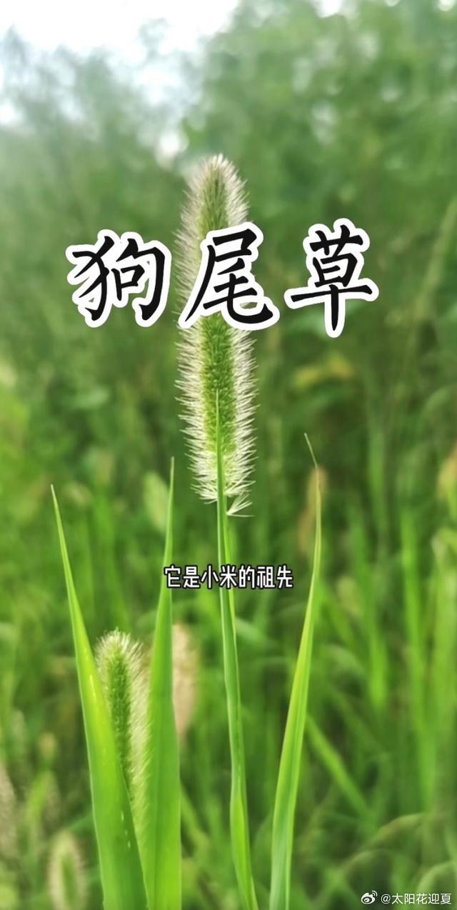风拂狗尾轻摇，接住整片夏日清风～寻美河南