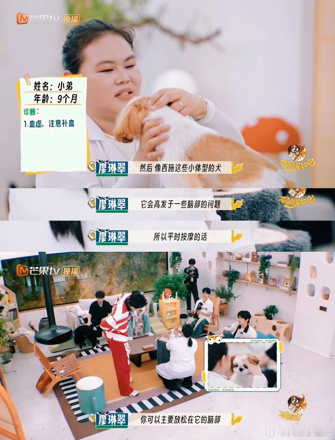 中医的风还是吹到了宠物界   中医的风还是吹到了宠物界 家人们谁懂啊！养宠人最怕
