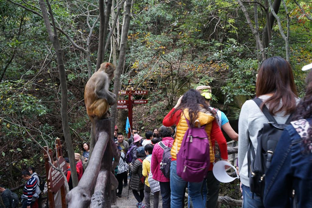 标题：黔灵山猕猴“暴走”引热议：景区回应成群迁徙，背后隐藏的生态密码

最近，贵