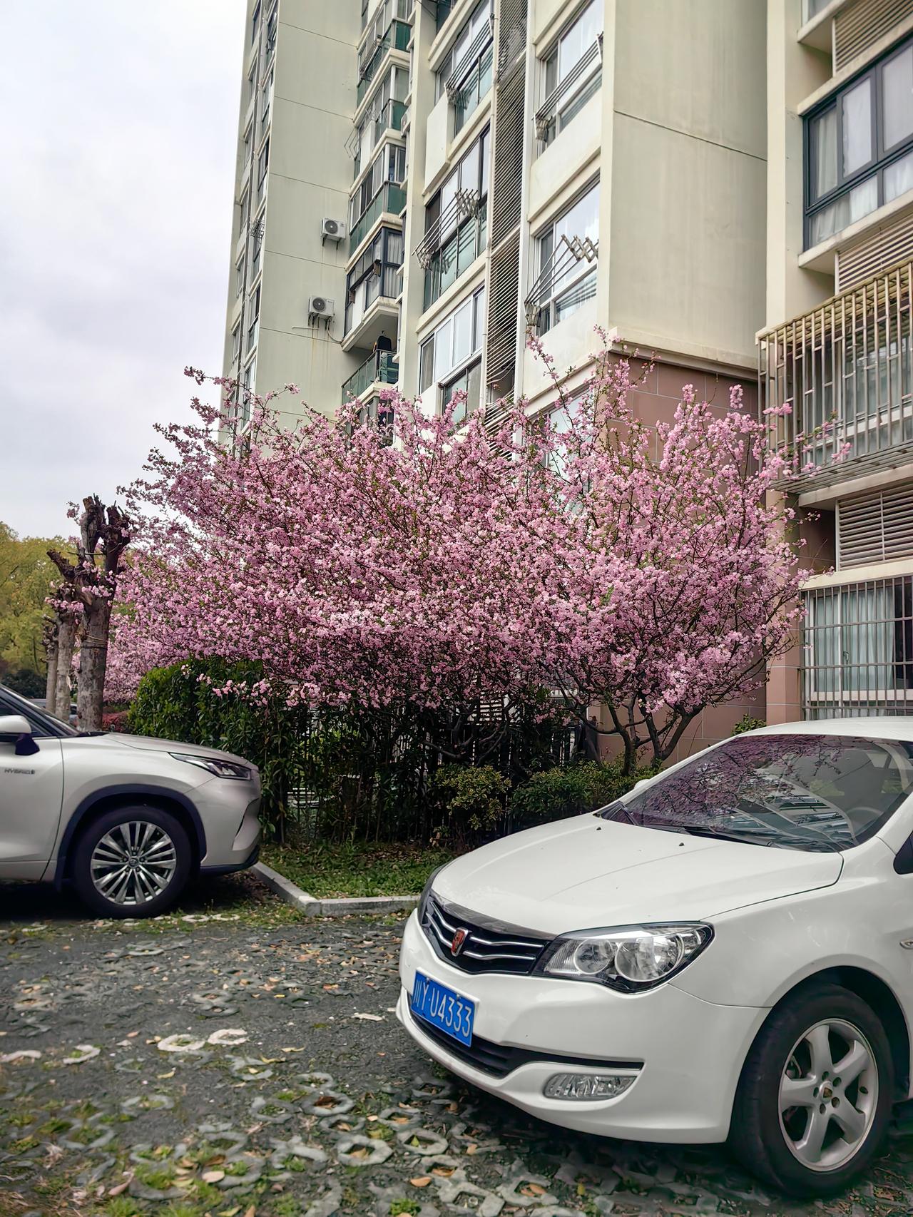 分享一张你拍的樱花照片。这丛灿烂的樱花就，就开在我们楼下，每次经过我都忍不住停下