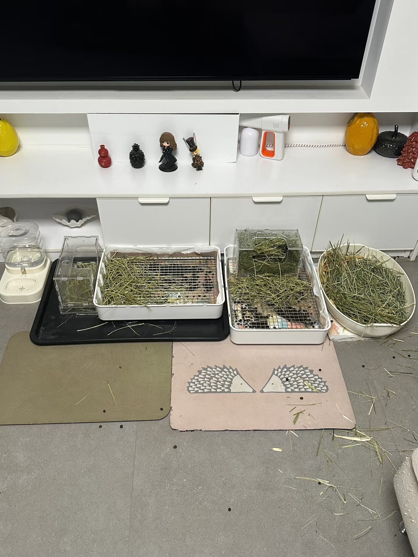 小兔独自在家的第三天后续