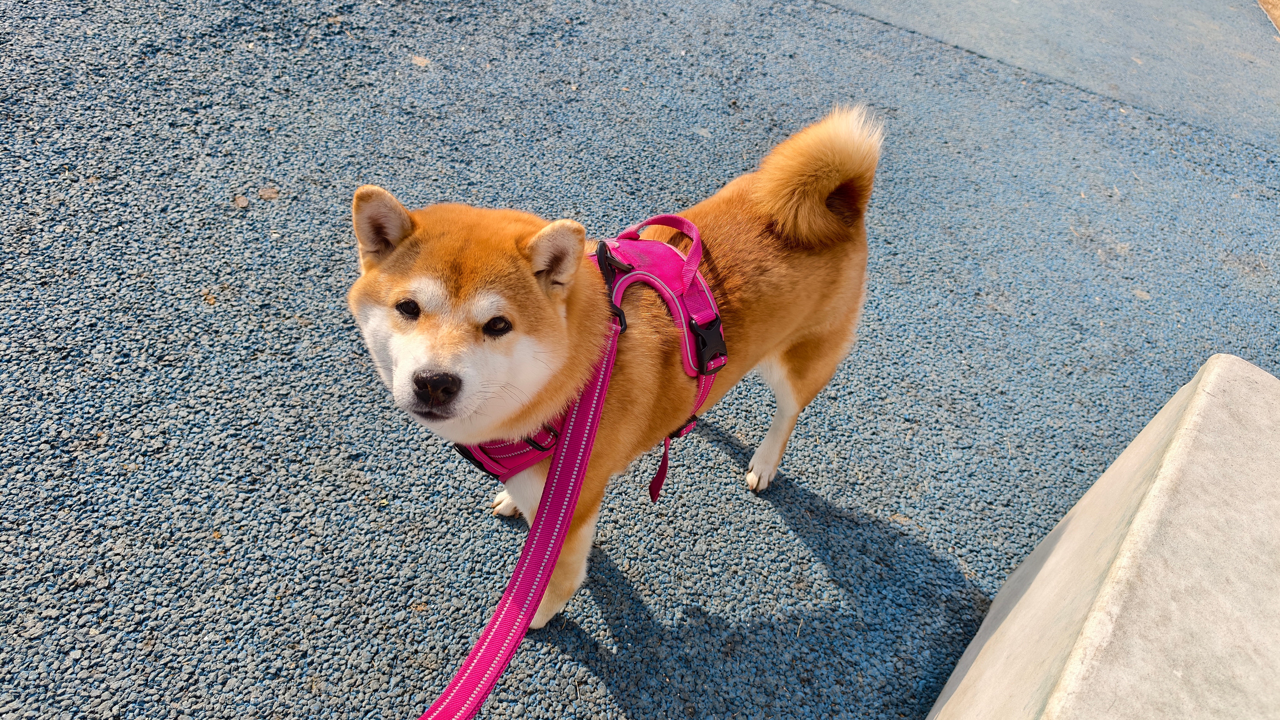 天气真好很适合遛狗 