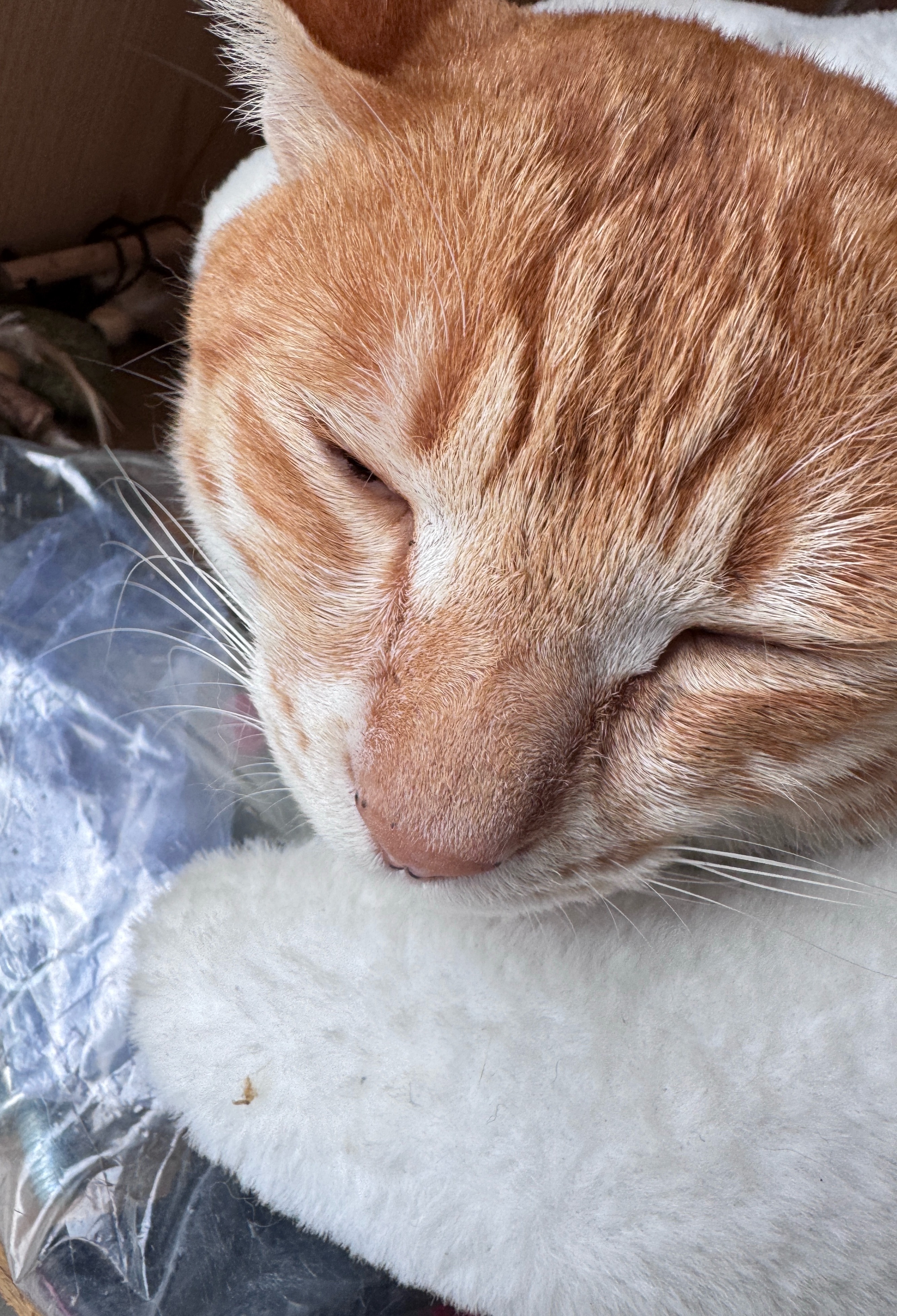 检测到一只猪 