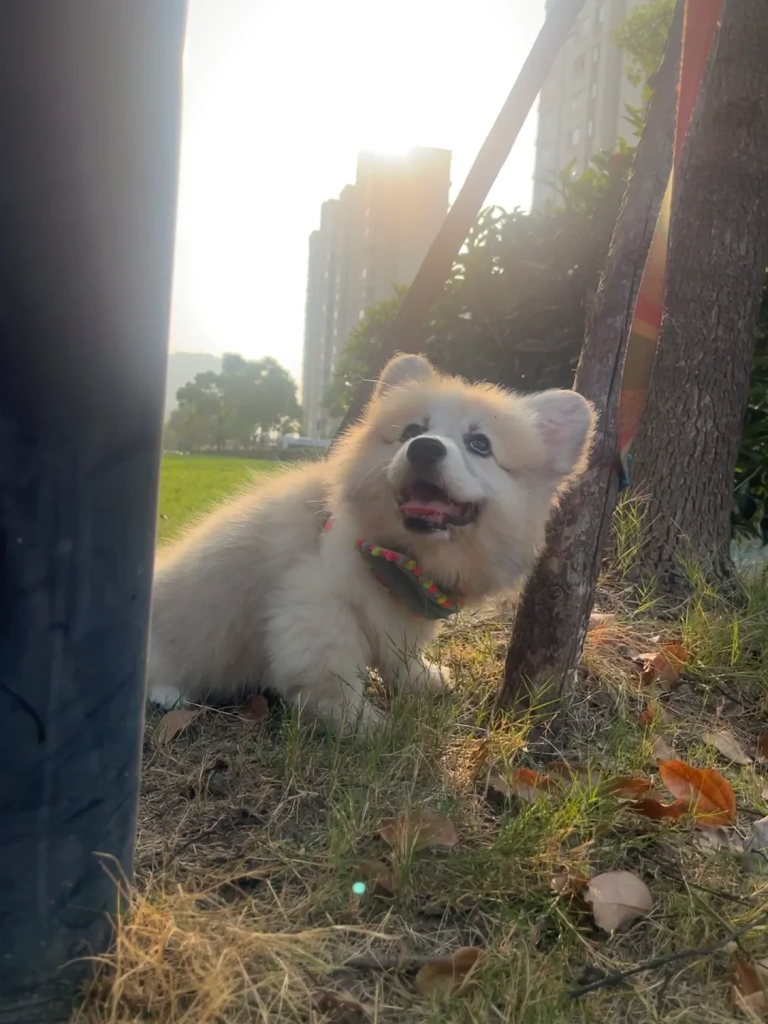 狗好 桩子坏