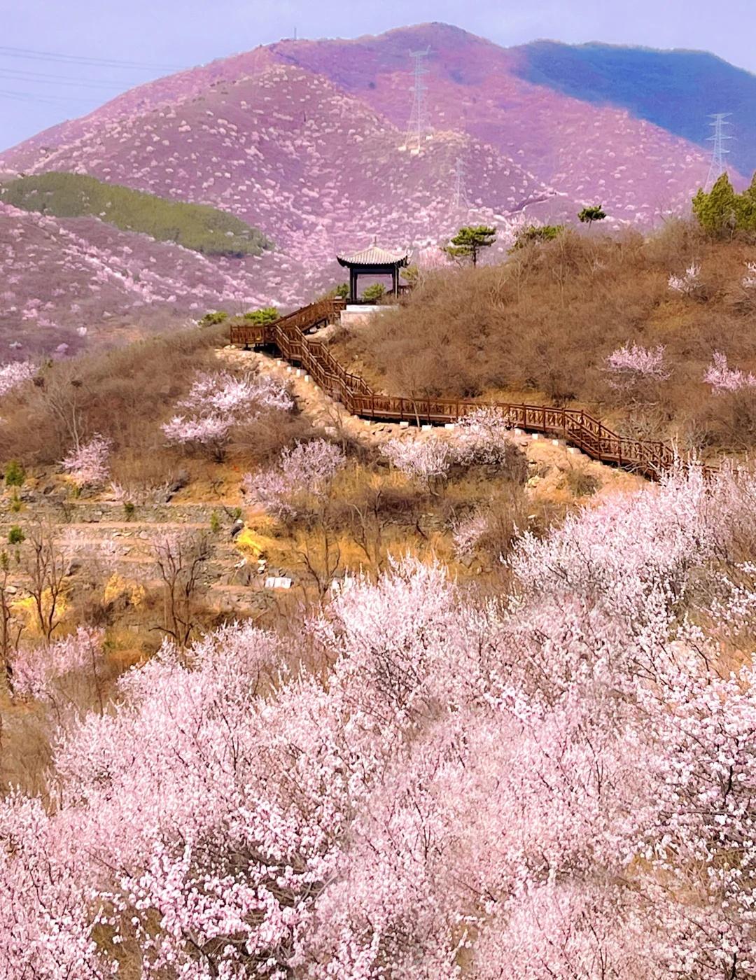 北京春季🌸小众木栈道即将开始，低幼✔️1h达
三月的北京，风里都带着温柔的春意