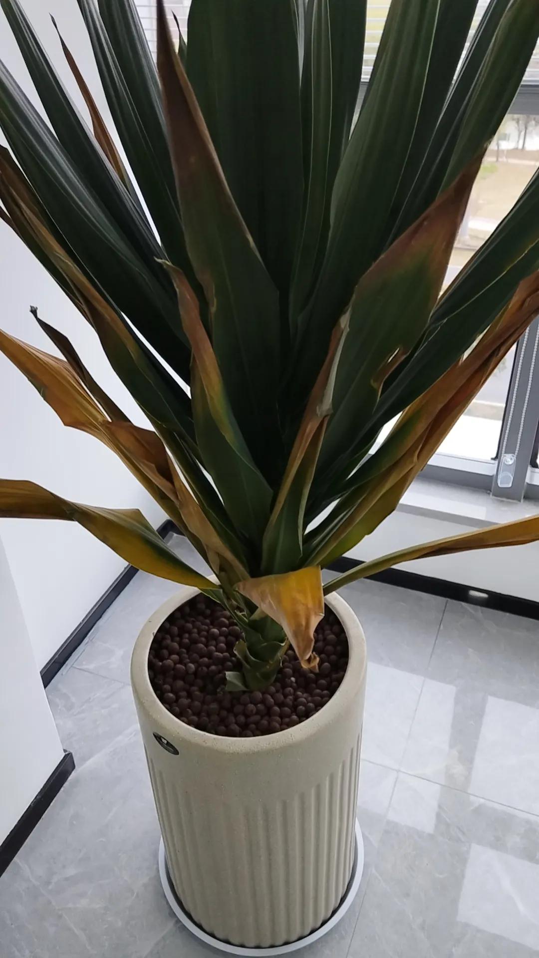 #春日生活打卡季##打卡绿植# 为啥春天的花这么难养