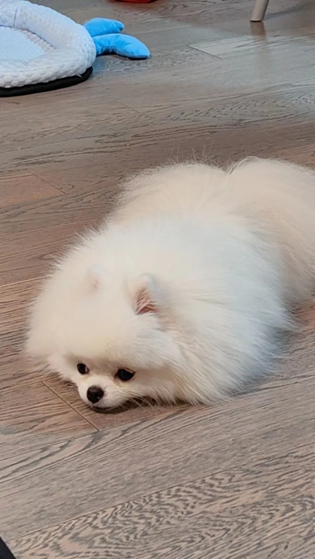 随地大小趴