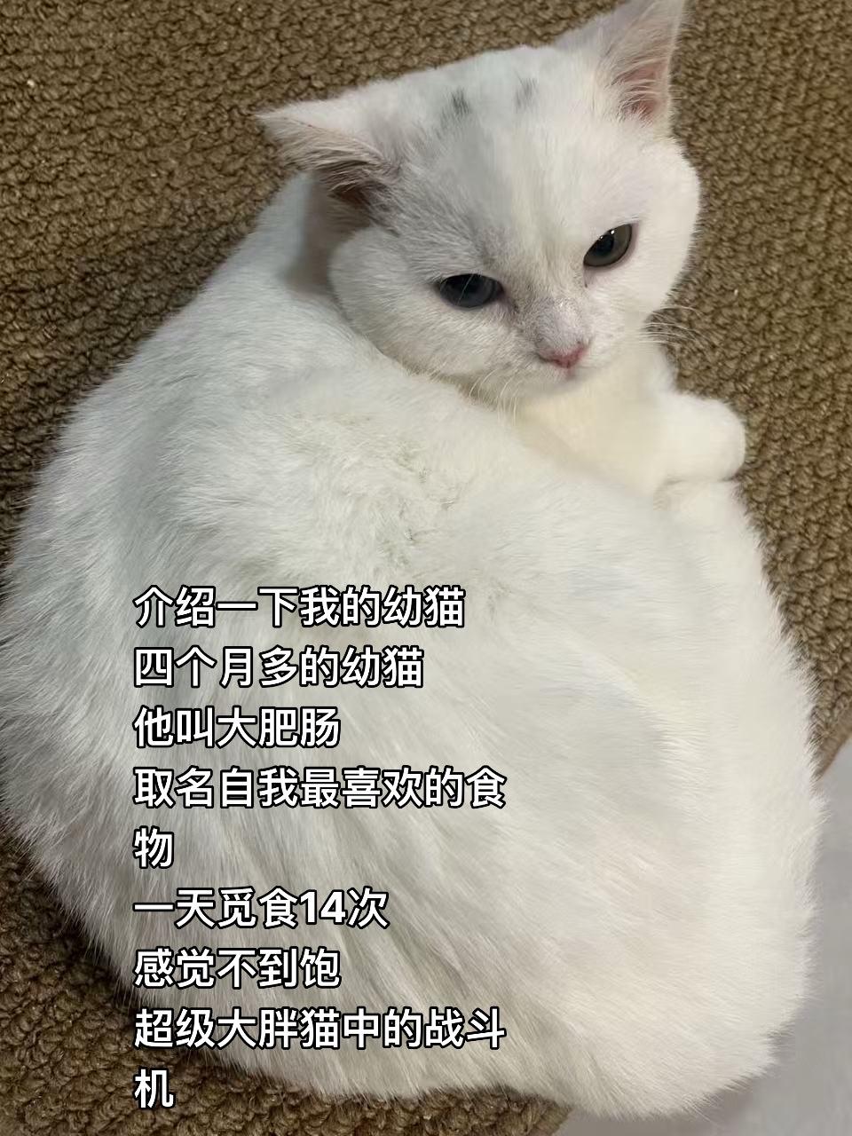介绍一下！大肥肠！解锁新人物！