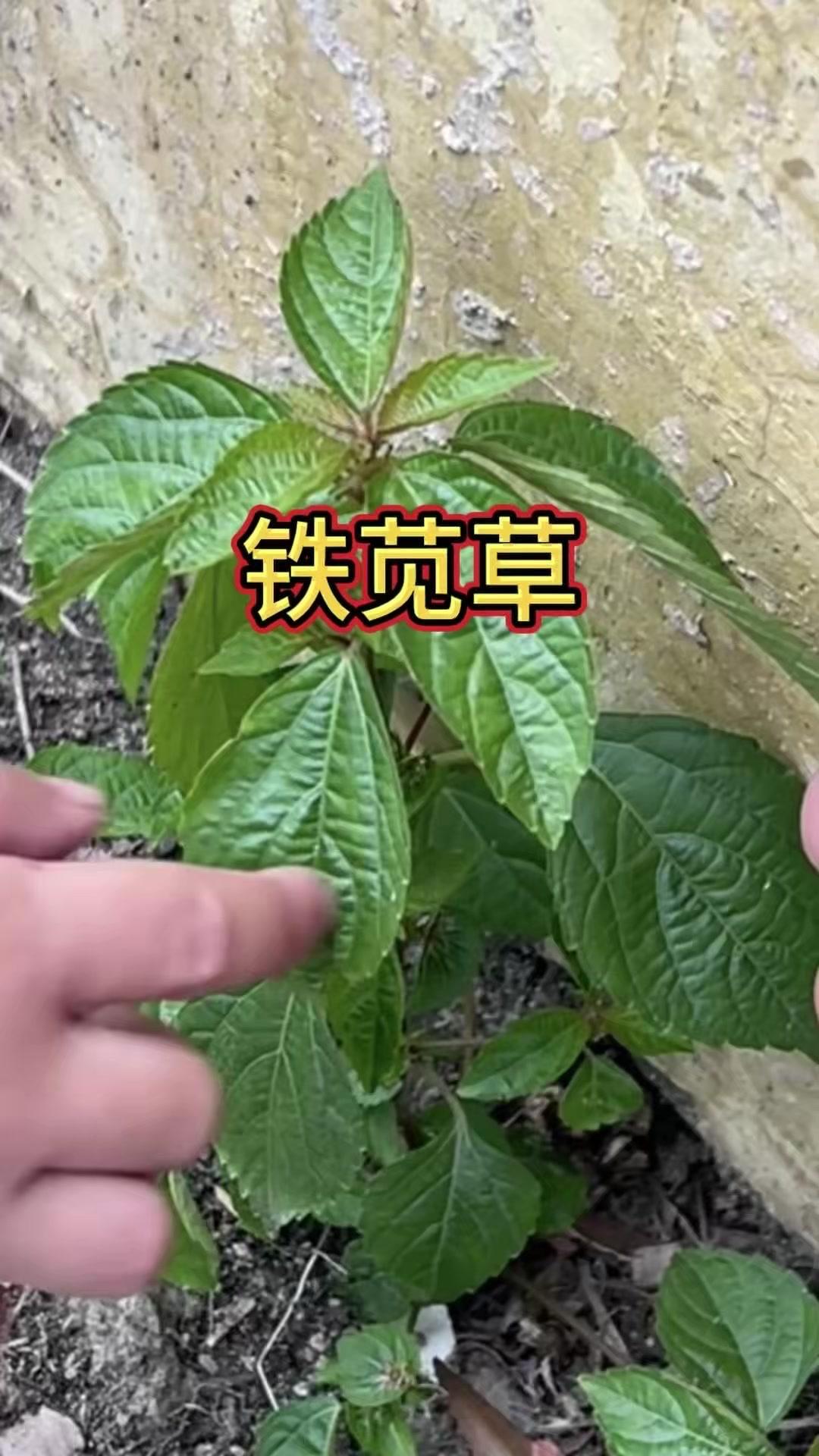 这种野菜叫铁苋菜？植物科普野菜

🌿小时候只知道海蚌含珠是野草，没想到还是隐藏