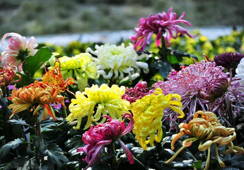 七绝 四君子(菊)
傲漫千峰香隐世，
秋潇瑟瑟暗藏芳。
扑鼻馥郁金香彩，
悬崖路