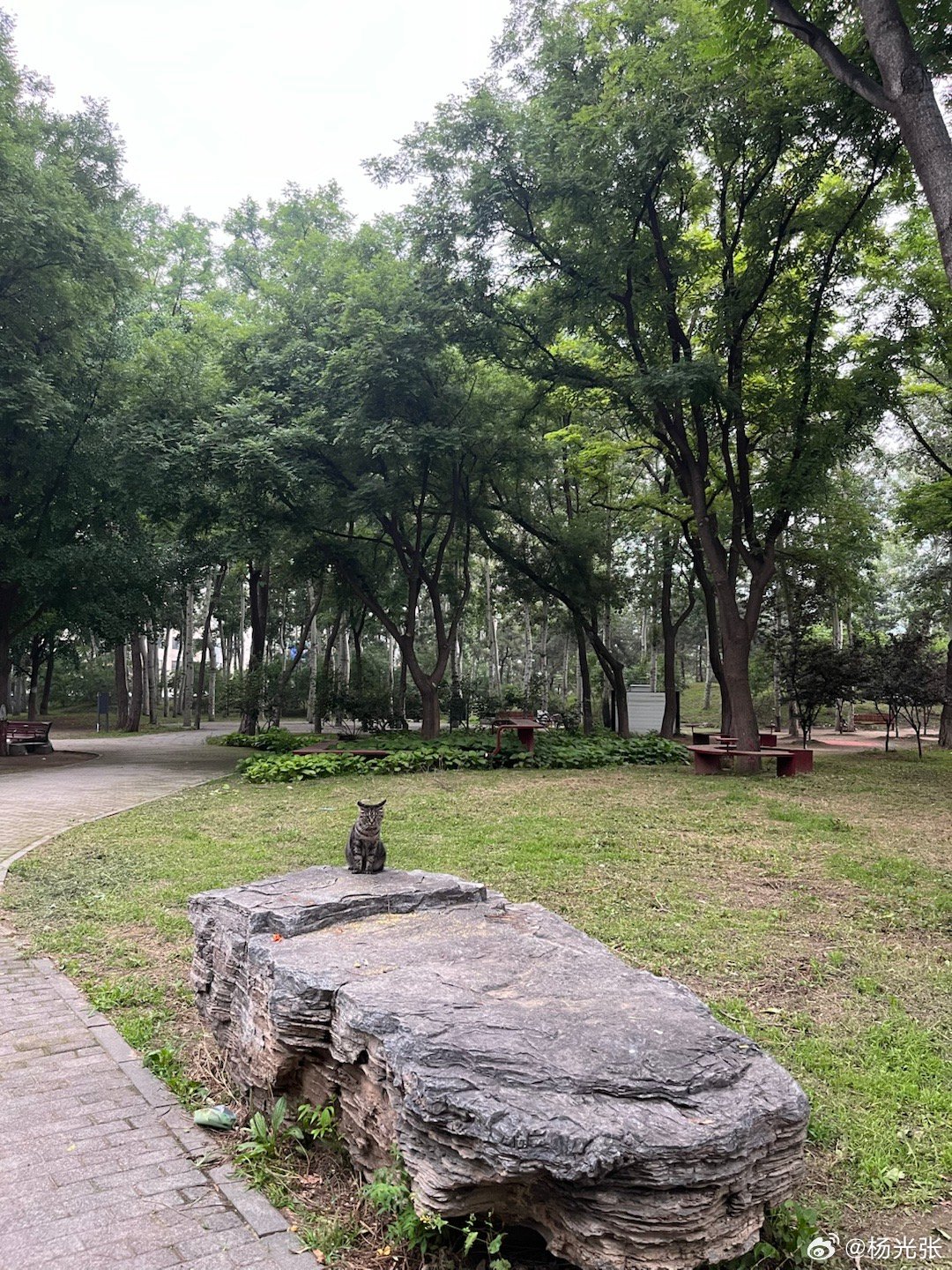 拍了一张空镜，放下手机一看，咦？怎么有只猫？刚刚它也在吗？一张好经典的猫科脸啊，