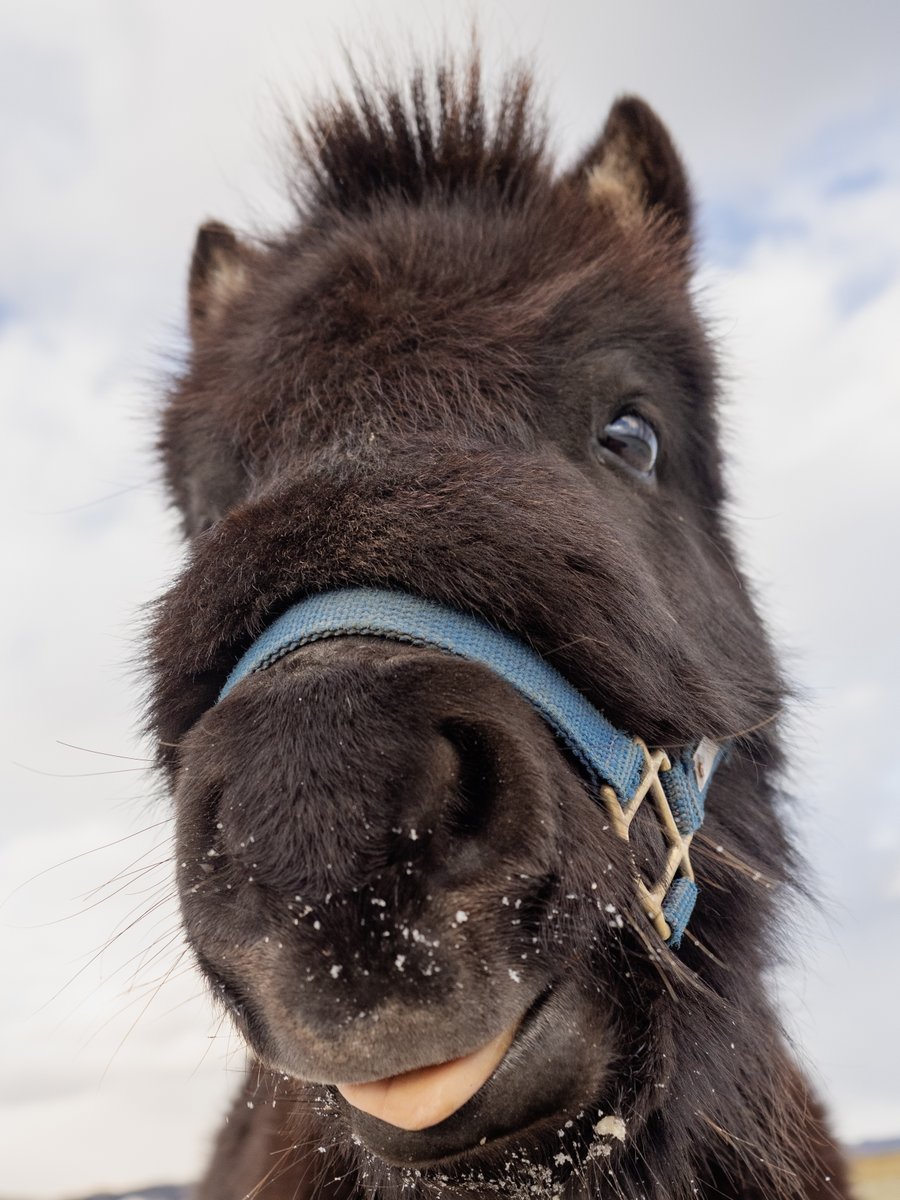 小马牧场的冬日【推：torosuke_DQ10】 