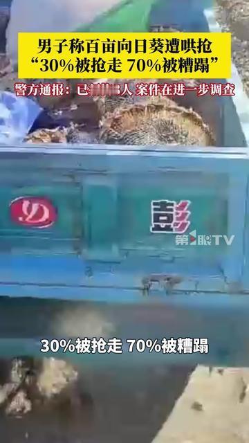 呼和浩特这大哥的百亩向日葵，毁得太痛心了！

30%被抢，70%被糟蹋，种了