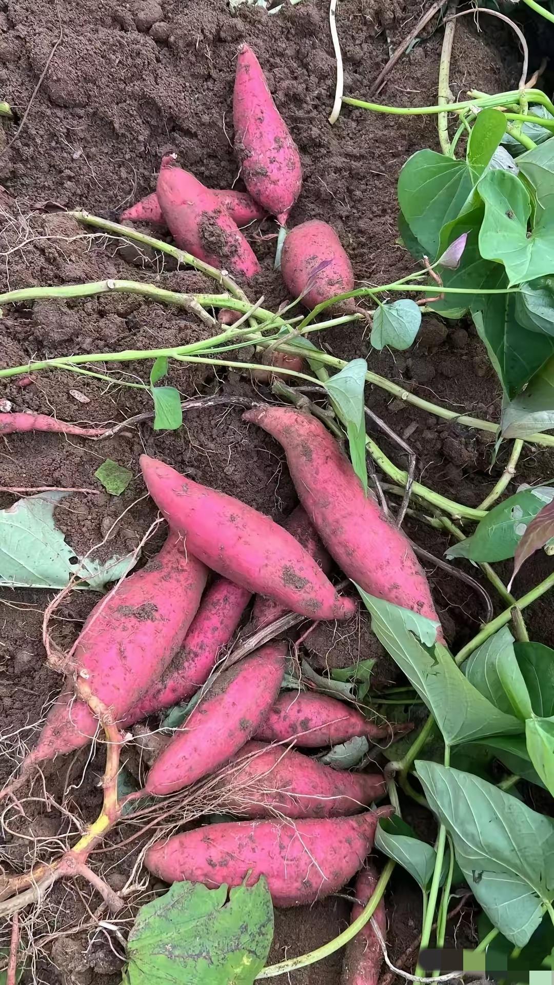 这也太吓人了
1月24日，央视报道，湖北天门，云南红河两地许多农户对红薯和蔬菜使