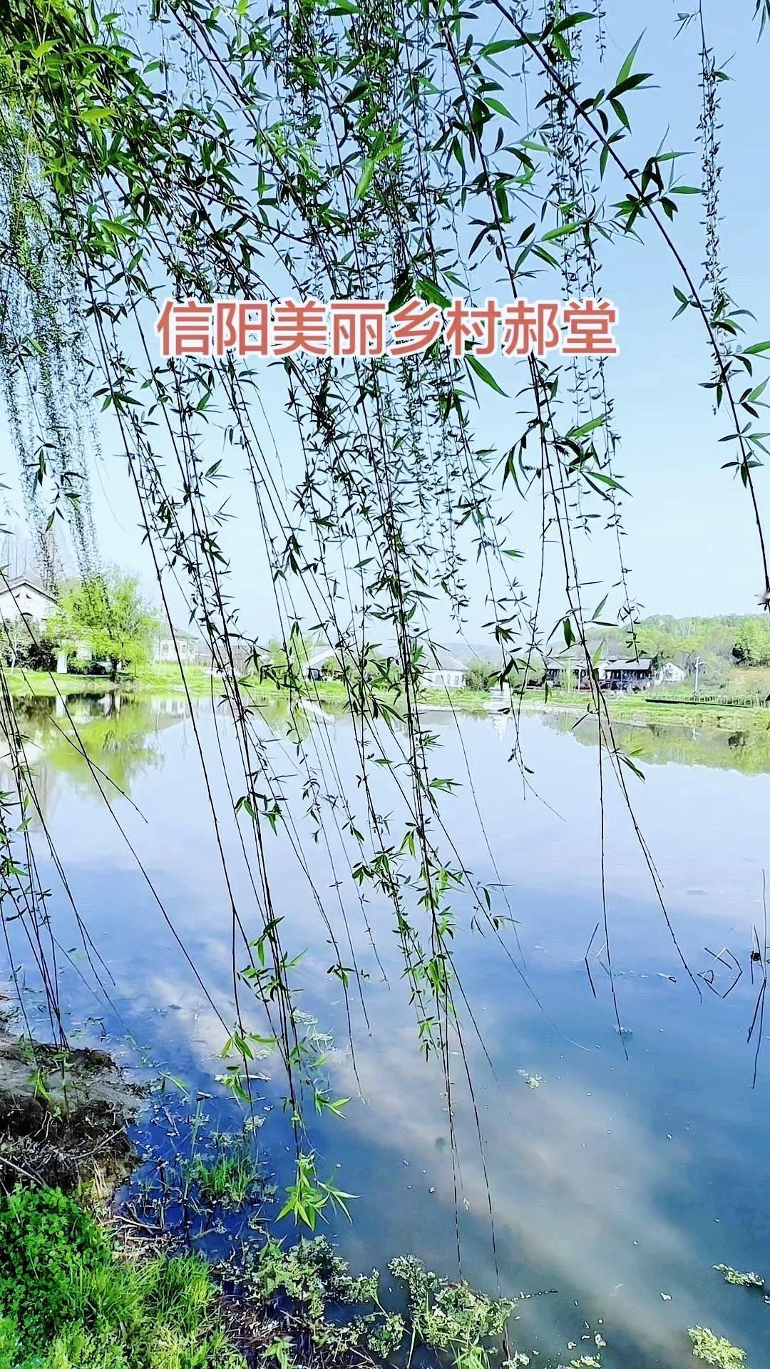🏡一脚踏进春天的郝堂，仿佛闯进了陶渊明笔下的桃花源。没有城市的喧嚣，只有鸡鸣犬