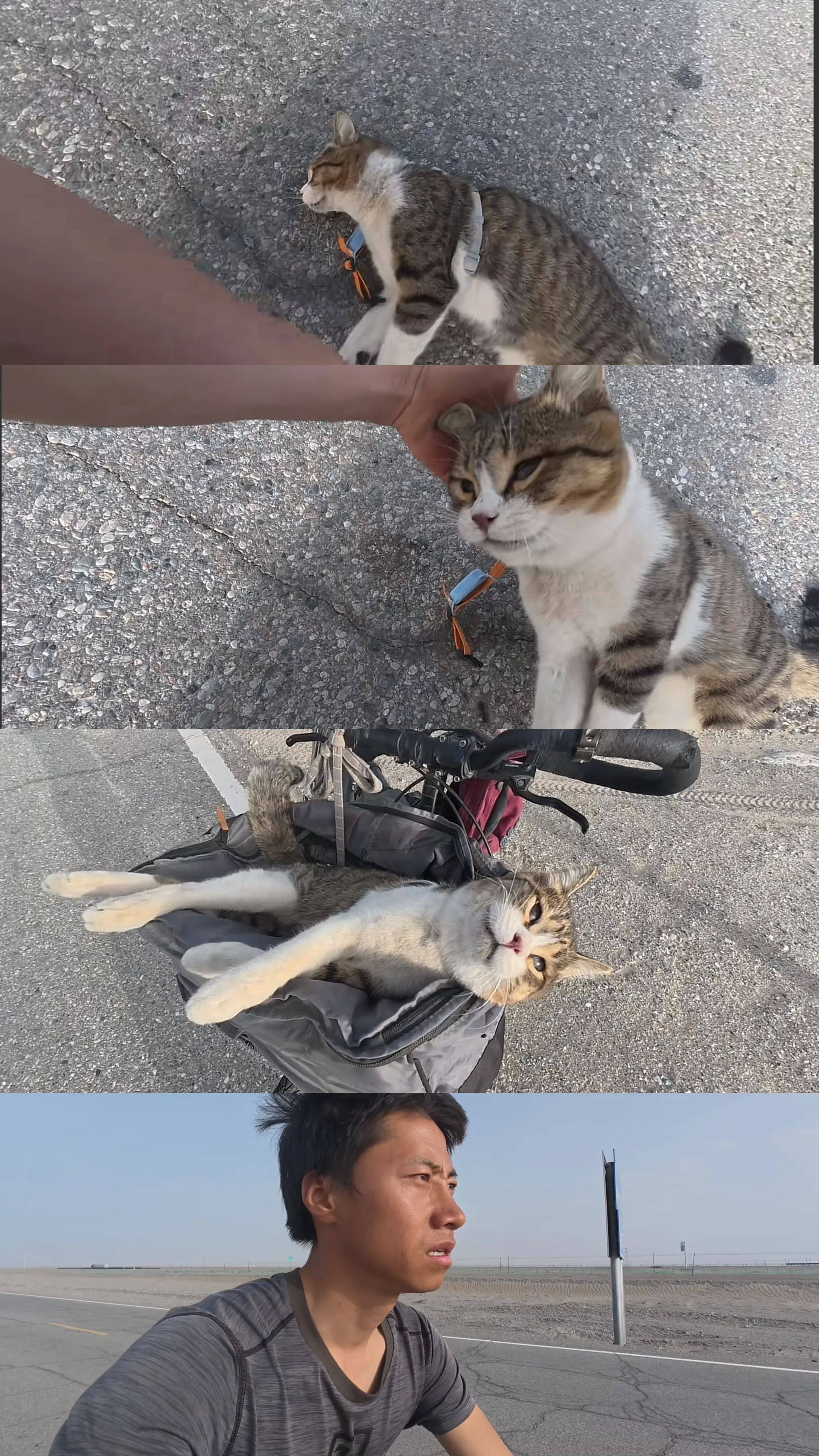 悟空 我本来接受了的……世界那么大 容不下一只小猫  还悟空一个真相😭