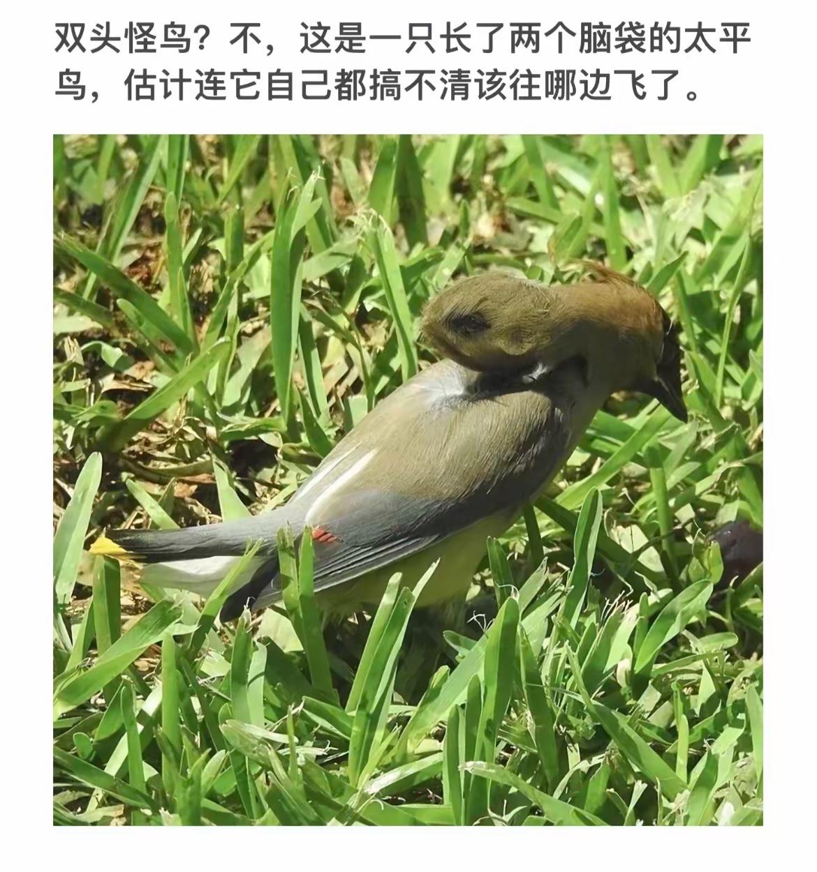 “双头怪鸟？不，这是只长两个脑袋的太平鸟！”🐦🐦🐦