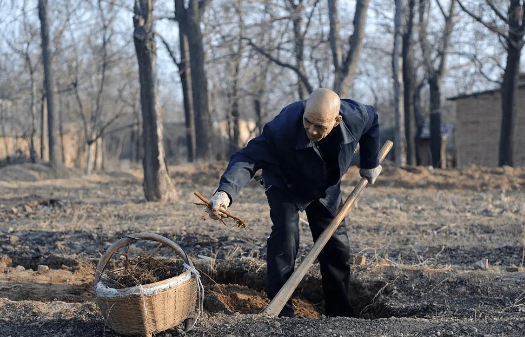 1.2亿农村老人每月领着200元养老金，买两袋米就没了。网上有人说：“他们没交社