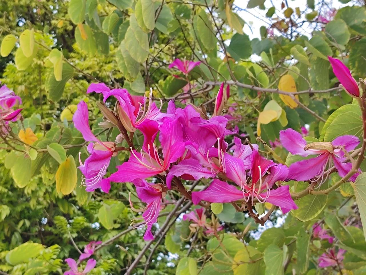 画堂春.羊城今日拾零
花颜红粉笑嫣然，
黄莺浅唱枝间。
幽香落在我衣衫，
还有眉