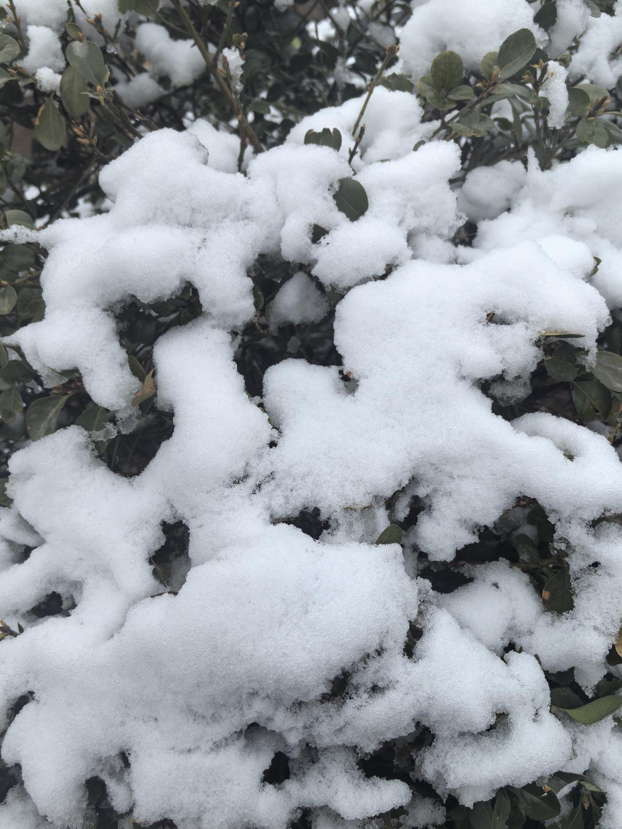 三月的雪
深蛙


清晨推窗，一片银白扑进眼底。昨夜还是料峭春寒，今晨却落了满世