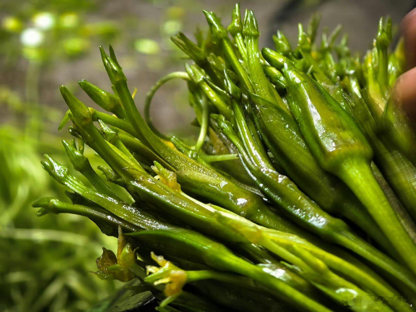 大理洱源海菜花生态价值转化典范  在大理我们能够感受到了海菜花的生态价值的转换，