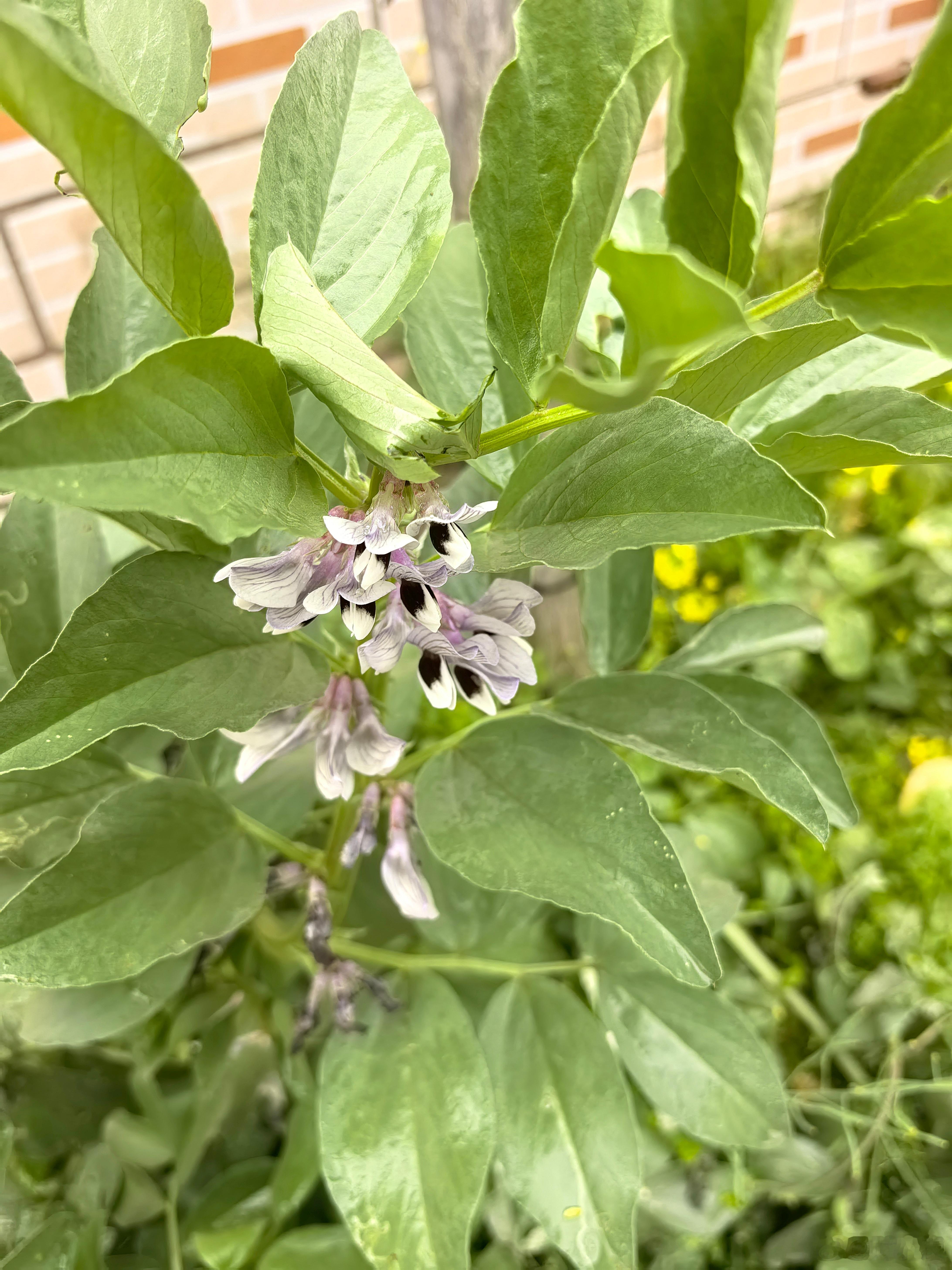 周末回了趟乡下，在田埂边拍了几朵蚕豆花。这个像眼睛一样的花，就是蚕豆花。它安静地