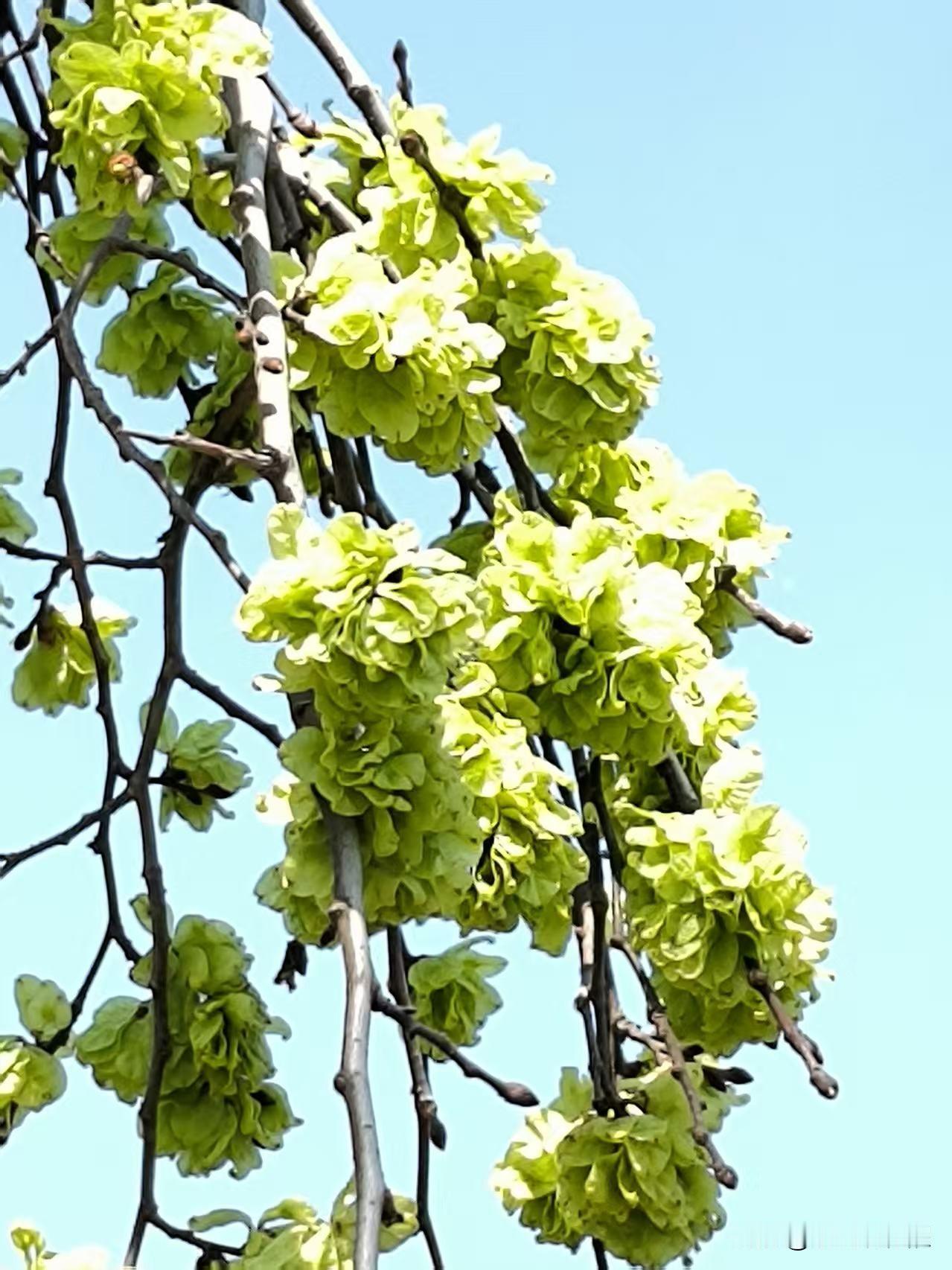 像花不是花，榆树争春色。
一串串的榆钱，一团团挂满枝头，翠绿翠绿的，生机勃勃，春