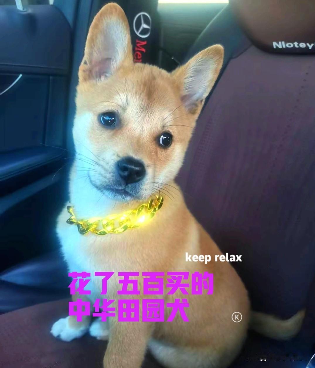 公司的一个同事，花了五百块钱在网上买了一只中华田园犬。小狗是在一个直播间里面买的