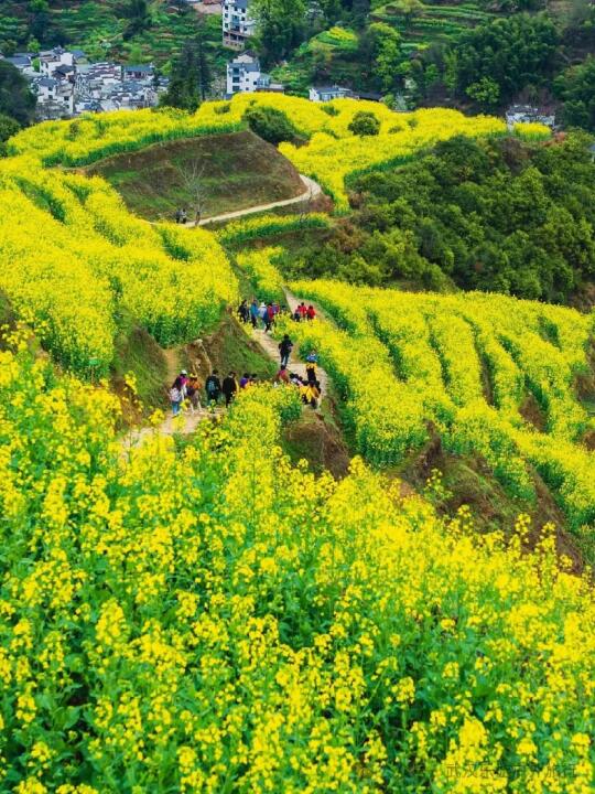 3月22日武汉集结出发婺源赏油菜花