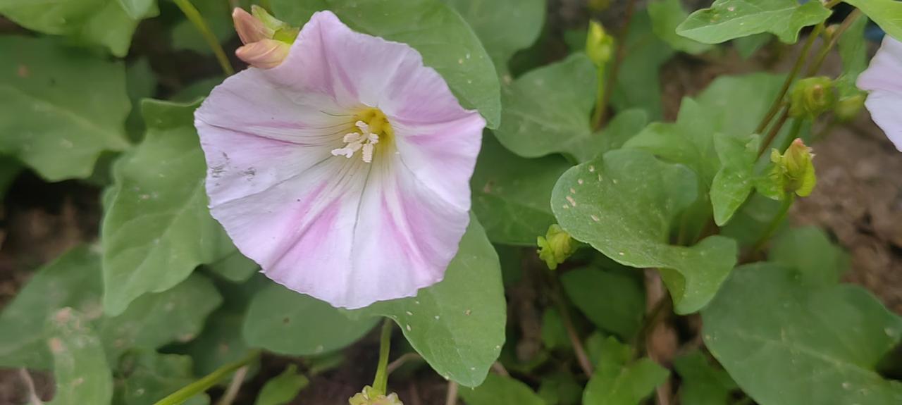 春日生活打卡季春天到了，小区里面的花开了，随手拍了几张。