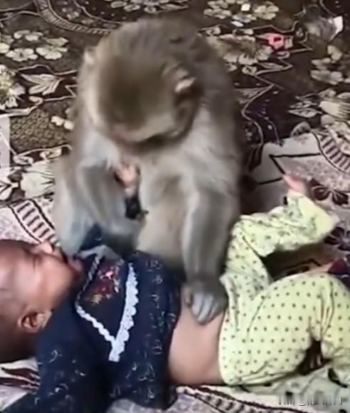 近日，在印度北方邦，发生了一起看起来相当惊险的事件。一只猴子突然闯入民宅，将一名