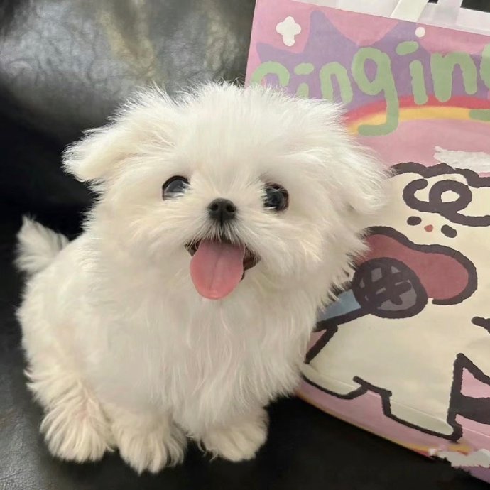 好可爱的小狗狗 ​​​