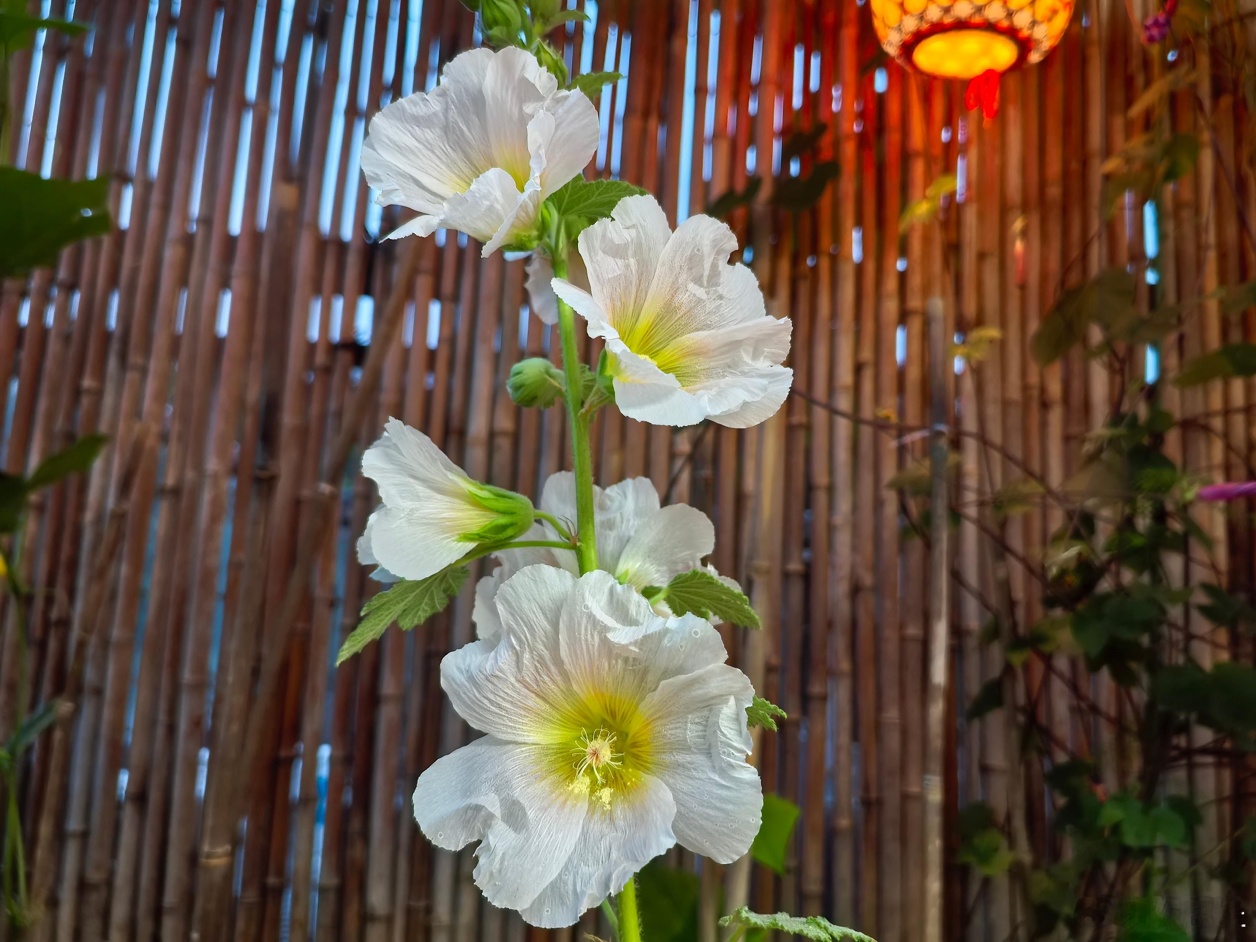 黄昏时分的蜀葵 