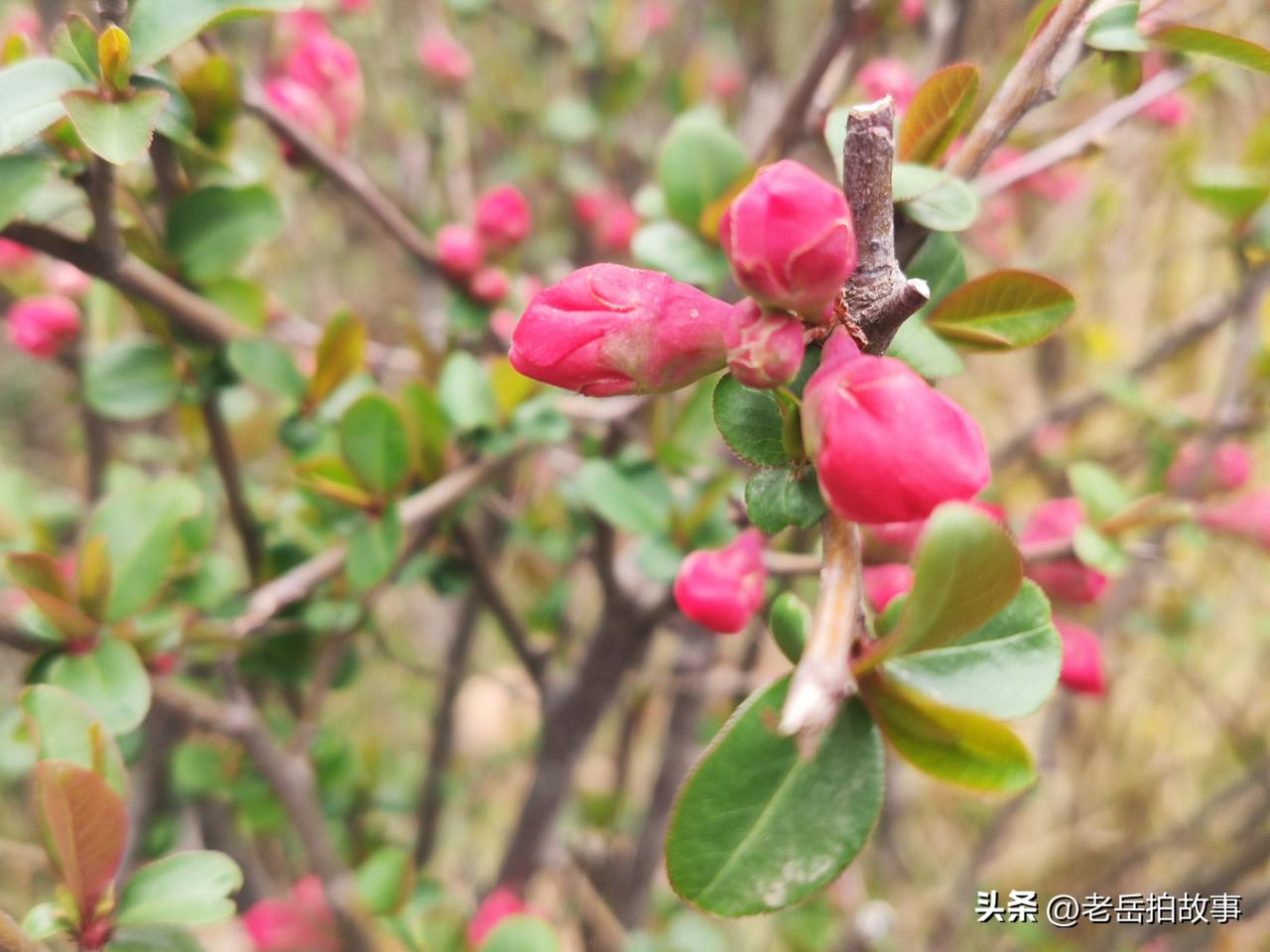 郑州市人民公园随手拍:花为悦己者容！随手拍下的花树