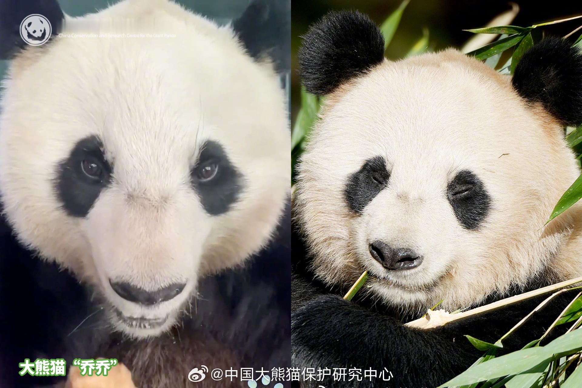 【明白了！大熊猫不同角度有多幅面孔 [偷笑]】大熊猫车座子和大圆脸无缝切换 老师
