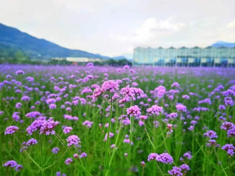 #萍乡正青春#前面六张是江西萍乡花涧里，后面几张是北海道富良野，景色近似吧，现在