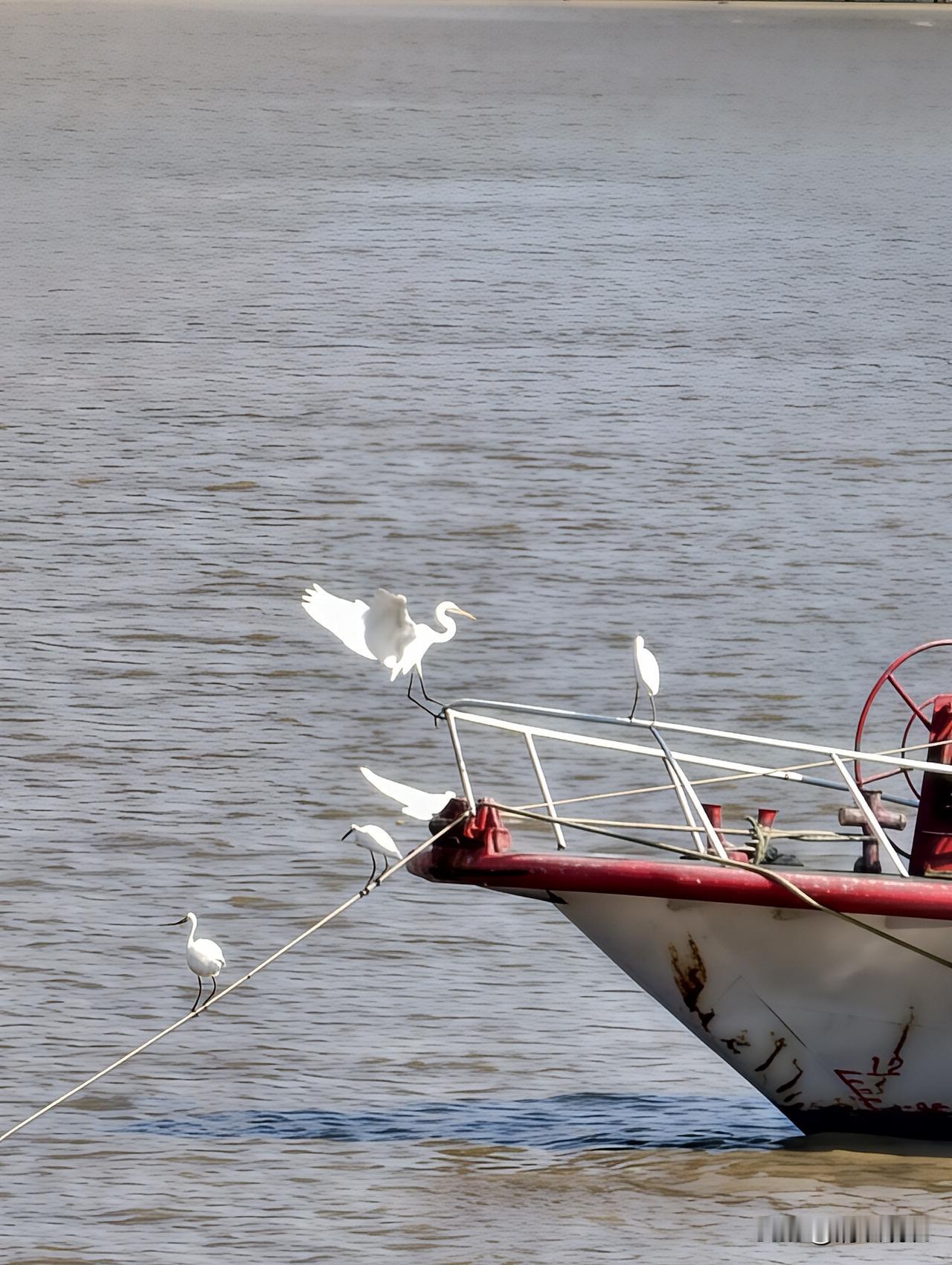 候鸟又回来过冬了。这是白鹭吧？
在江边赏鸟，晒太阳。太舒服。