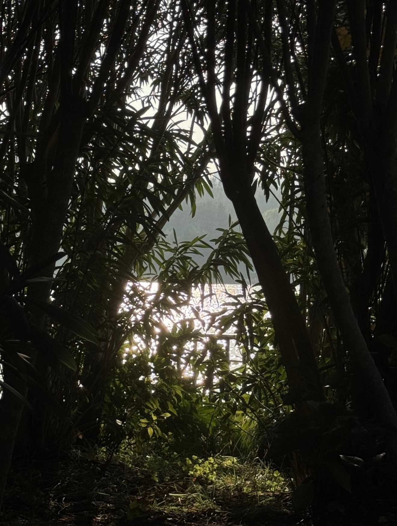 林海清晨 ​​​